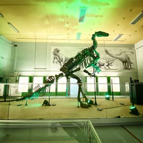 musee-de-l-iguanodon Musée de l'iguanodon